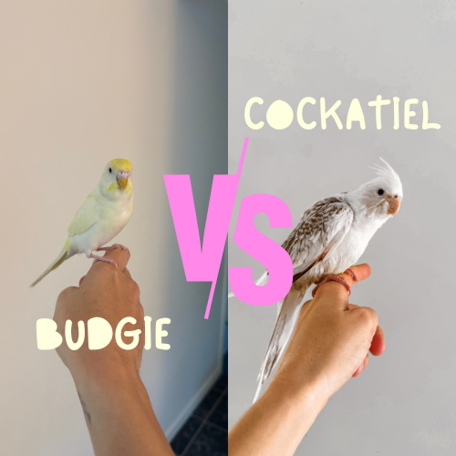 Budgie vs Cockatiel: Which Pet Bird is Right for You?