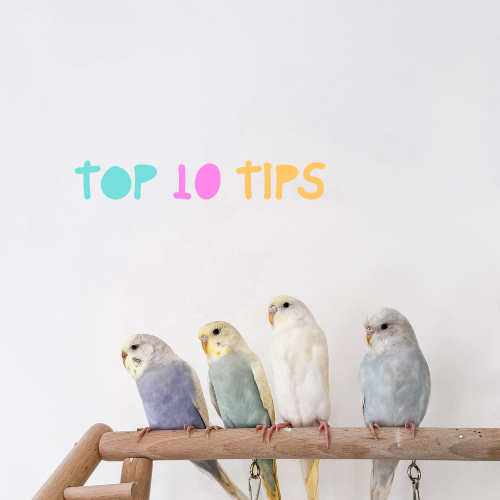 Top 10 Tips for Raising a Happy, Healthy Budgie