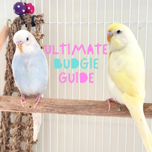 The Ultimate Guide to Caring for Your Budgie in Brisbane
