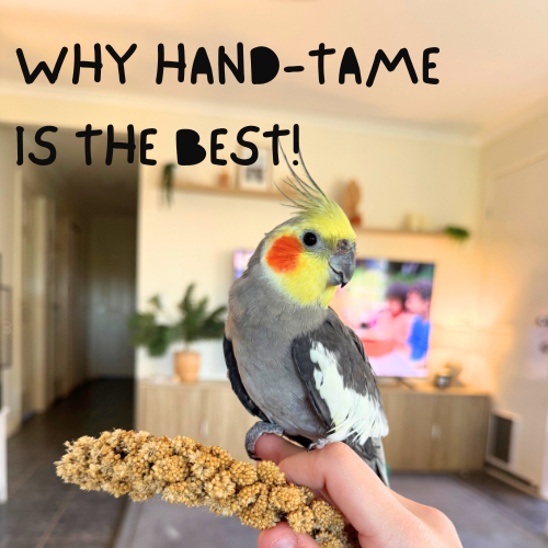 Why Hand-Raised Birds Make the Best Pets for Families