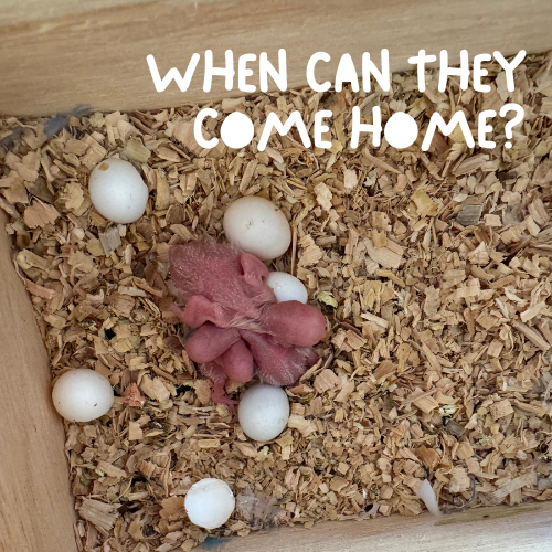 When Is the Right Time to Bring a Baby Budgie or Cockatiel Home?