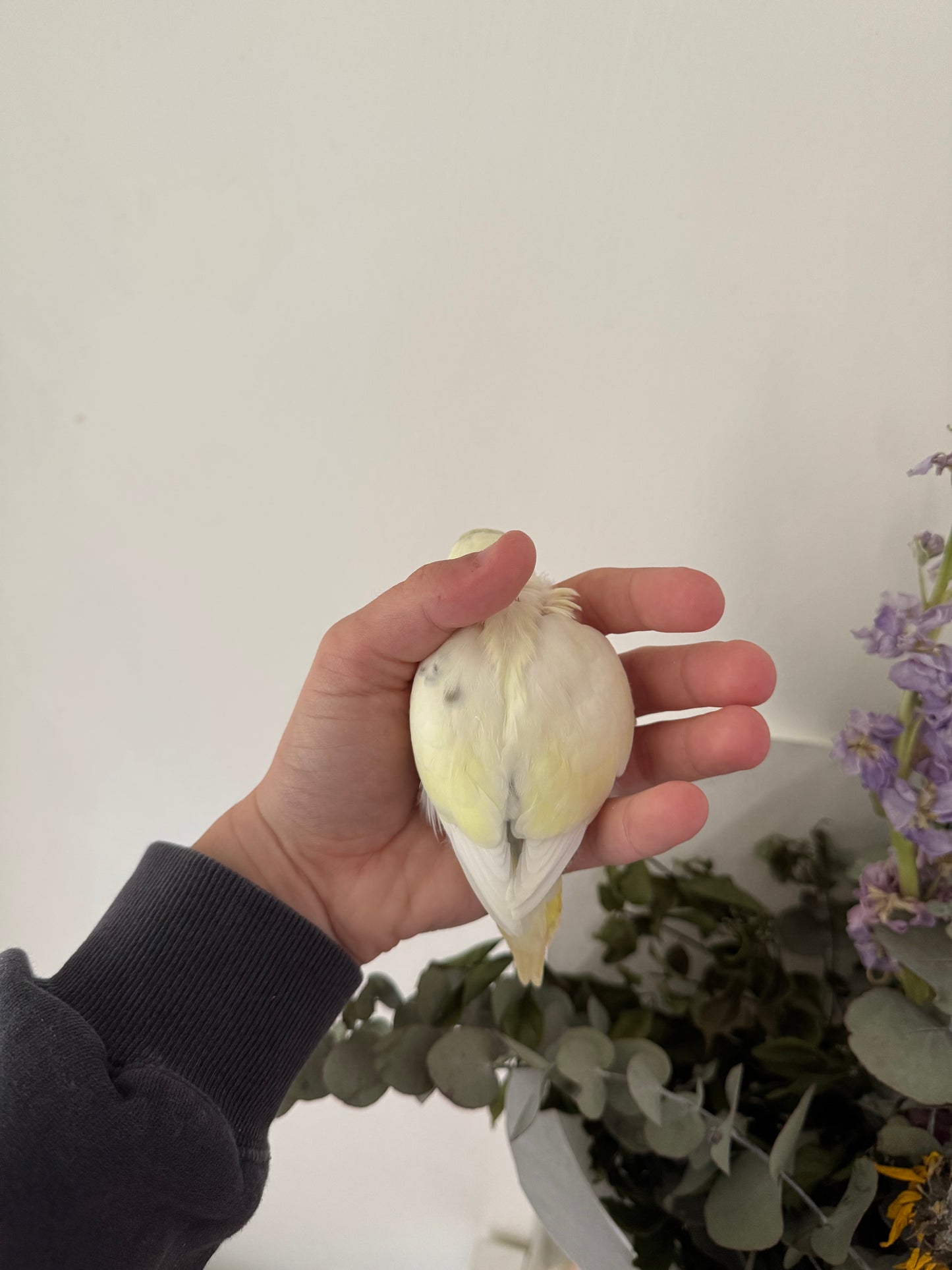 DEPOSIT TAKEN - Hand Tame Baby Budgie - Female