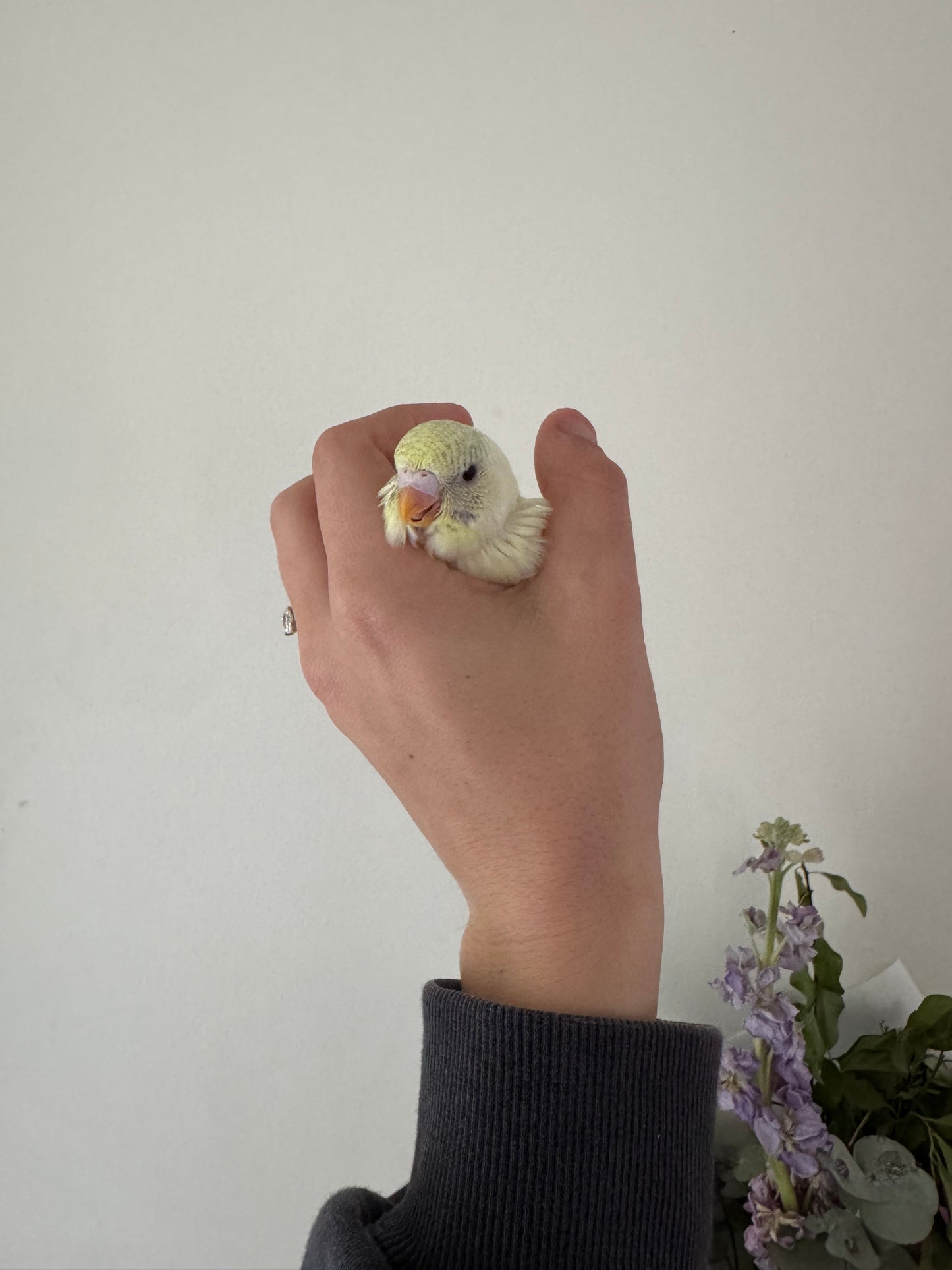 DEPOSIT TAKEN - Hand Tame Baby Budgie - Female