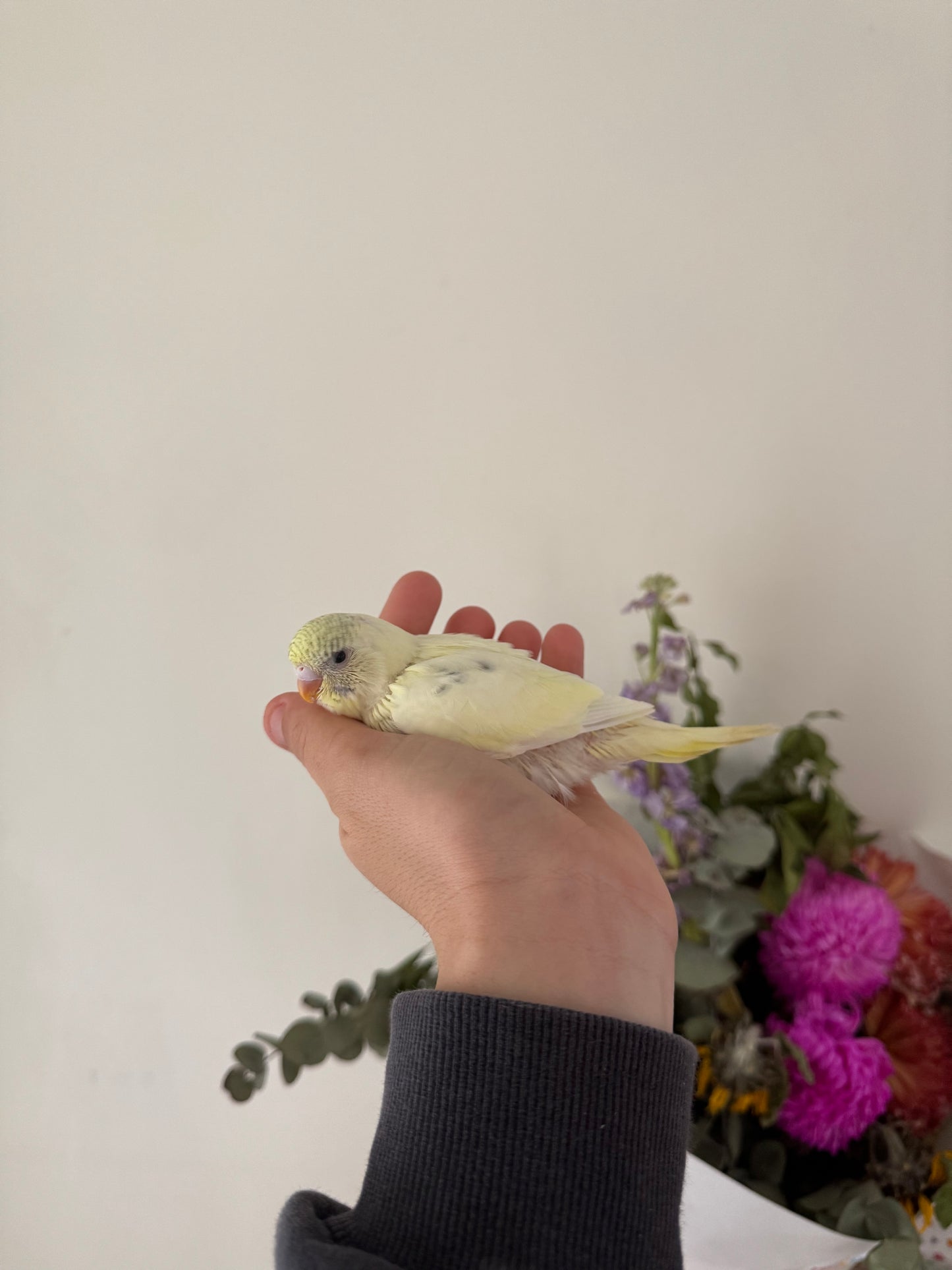 DEPOSIT TAKEN - Hand Tame Baby Budgie - Female