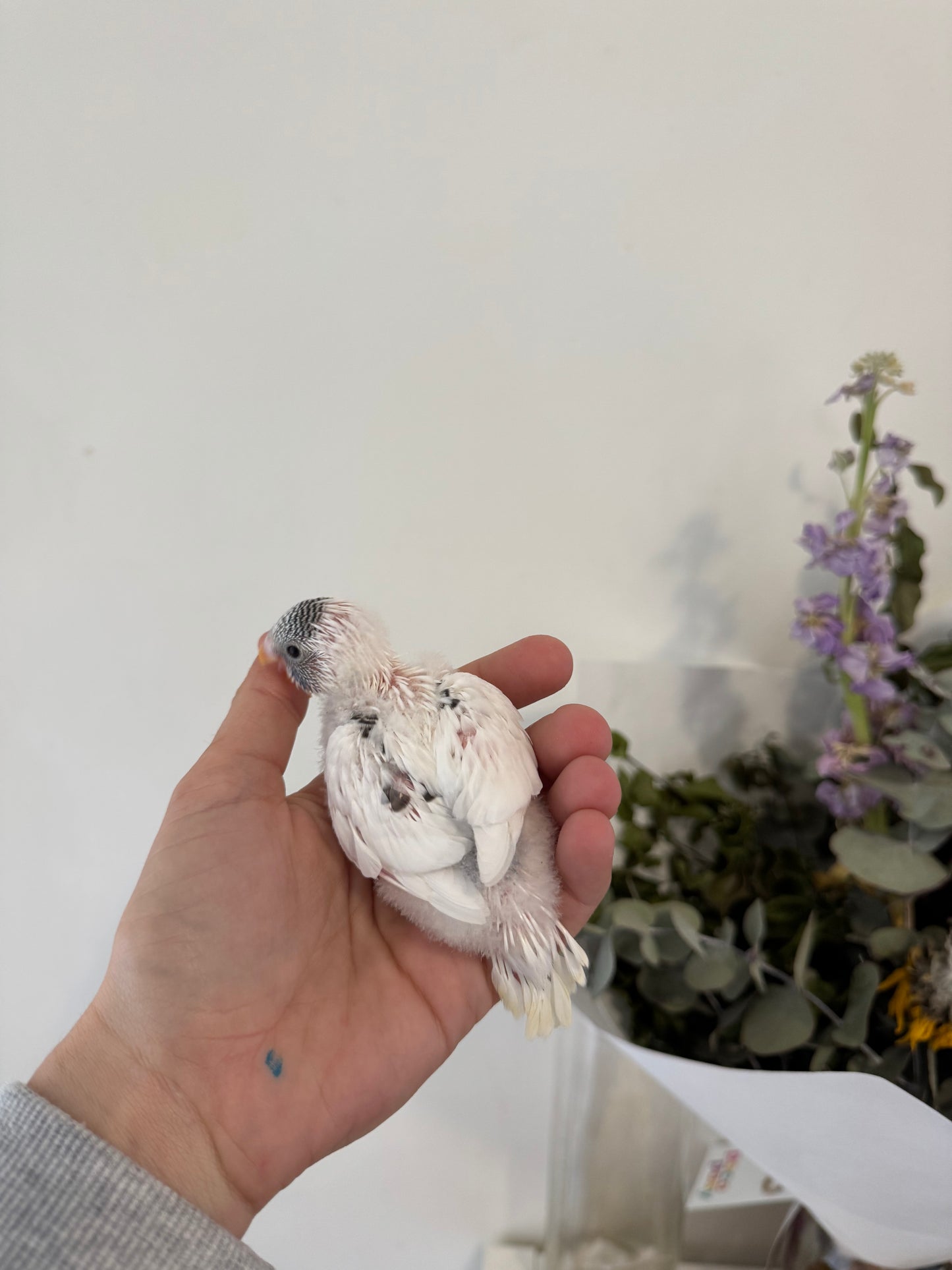 AVAILABLE FOR DEPOSIT - Hand Tame Female Baby Budgie