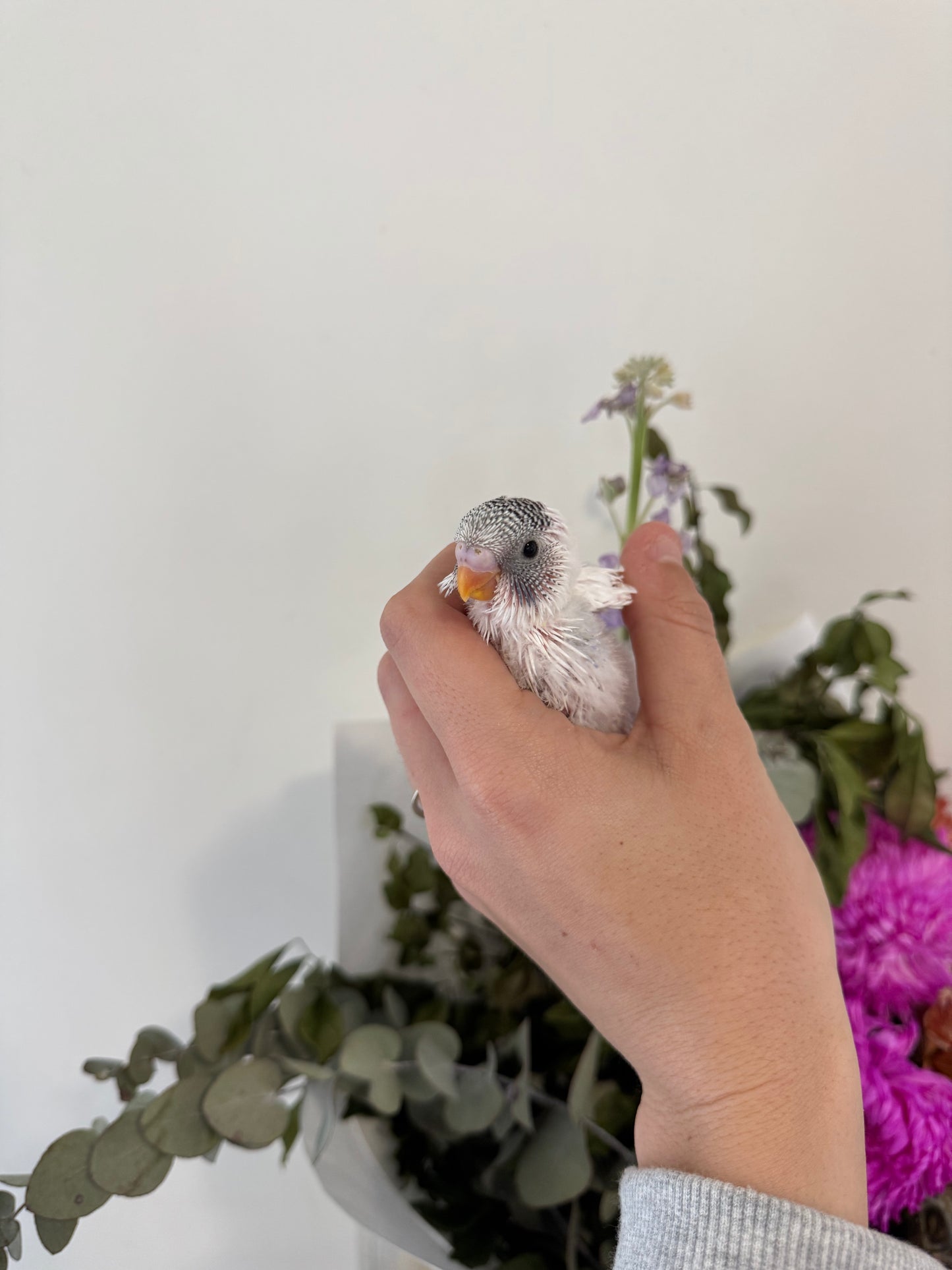 AVAILABLE FOR DEPOSIT - Hand Tame Female Baby Budgie