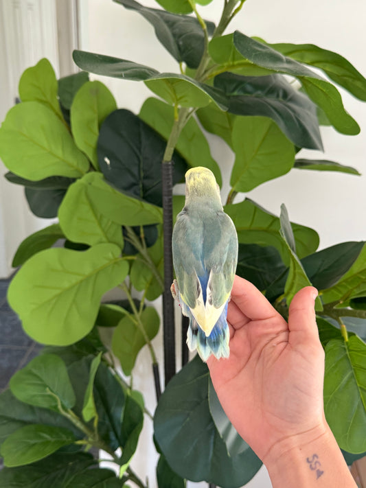 Peachface Lovebird - Available for Deposit