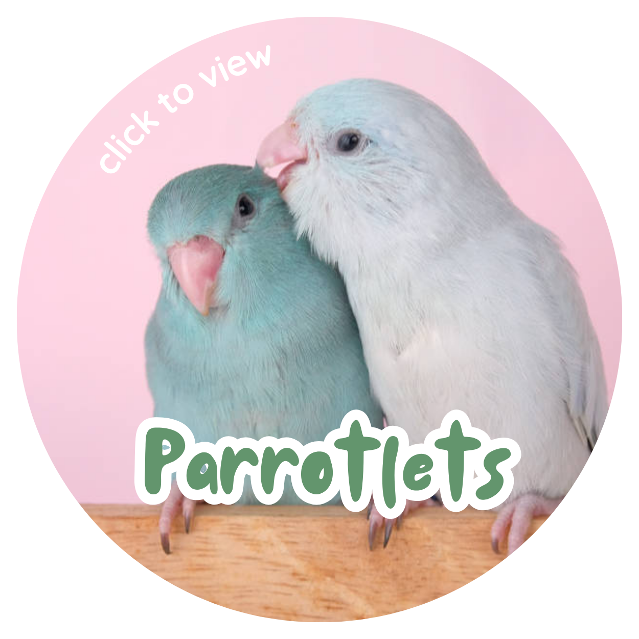 Parrotlets | Redland Bay