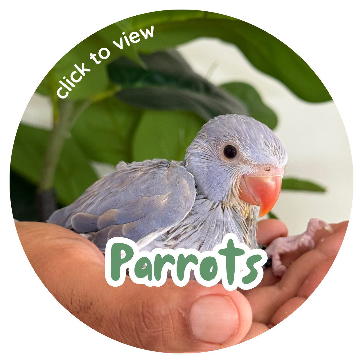 Parrots | Redland Bay