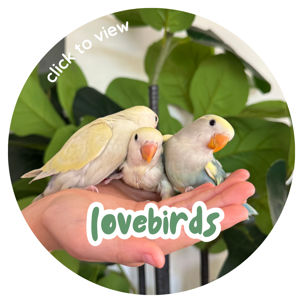 Lovebirds | Redland Bay