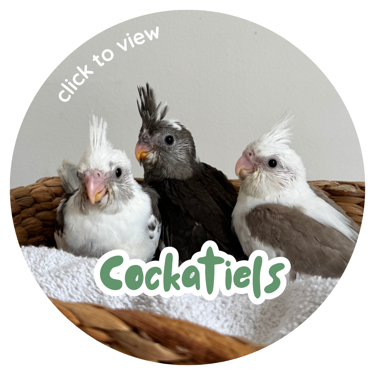 Cockatiels | Redland Bay