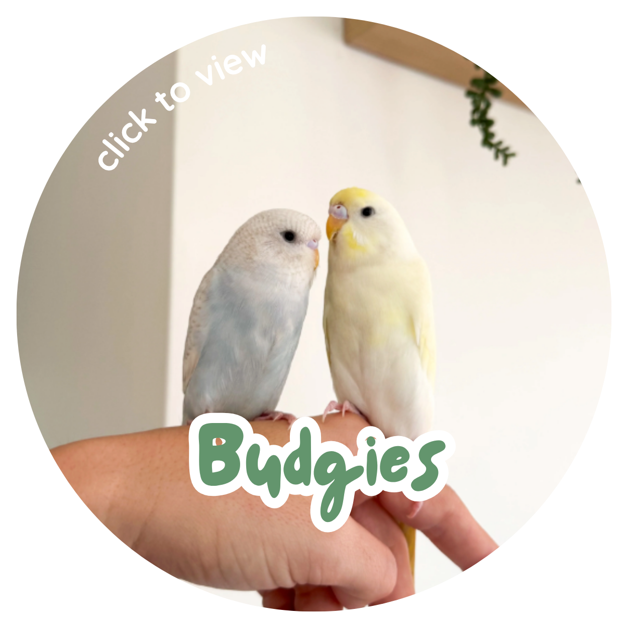 Budgies | Redland Bay