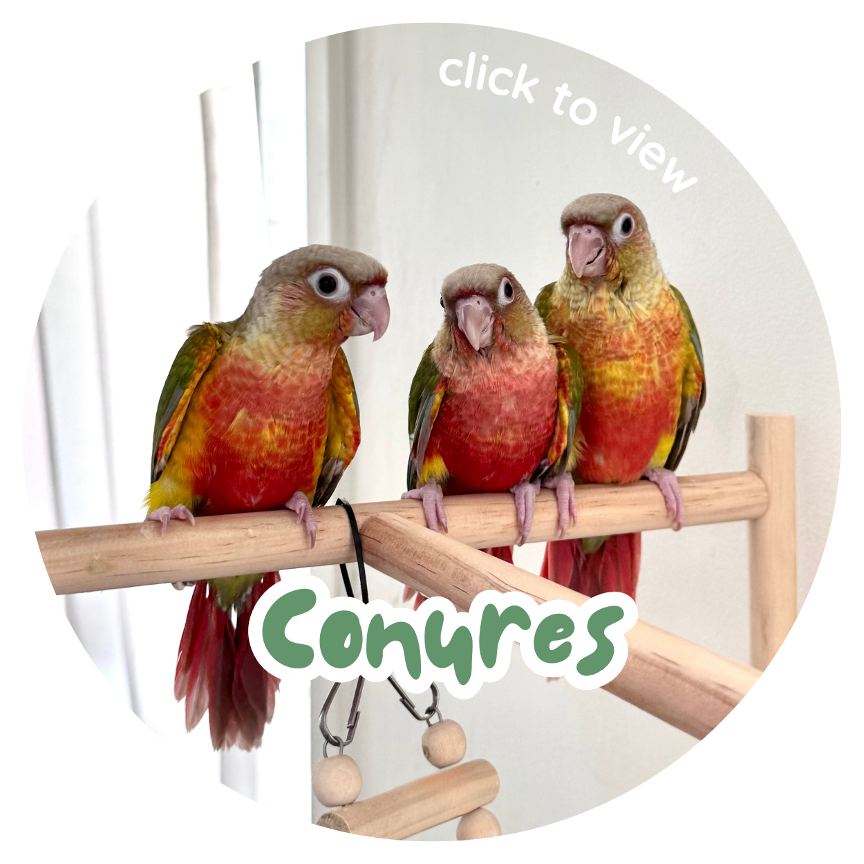 Conures | Wellington Point