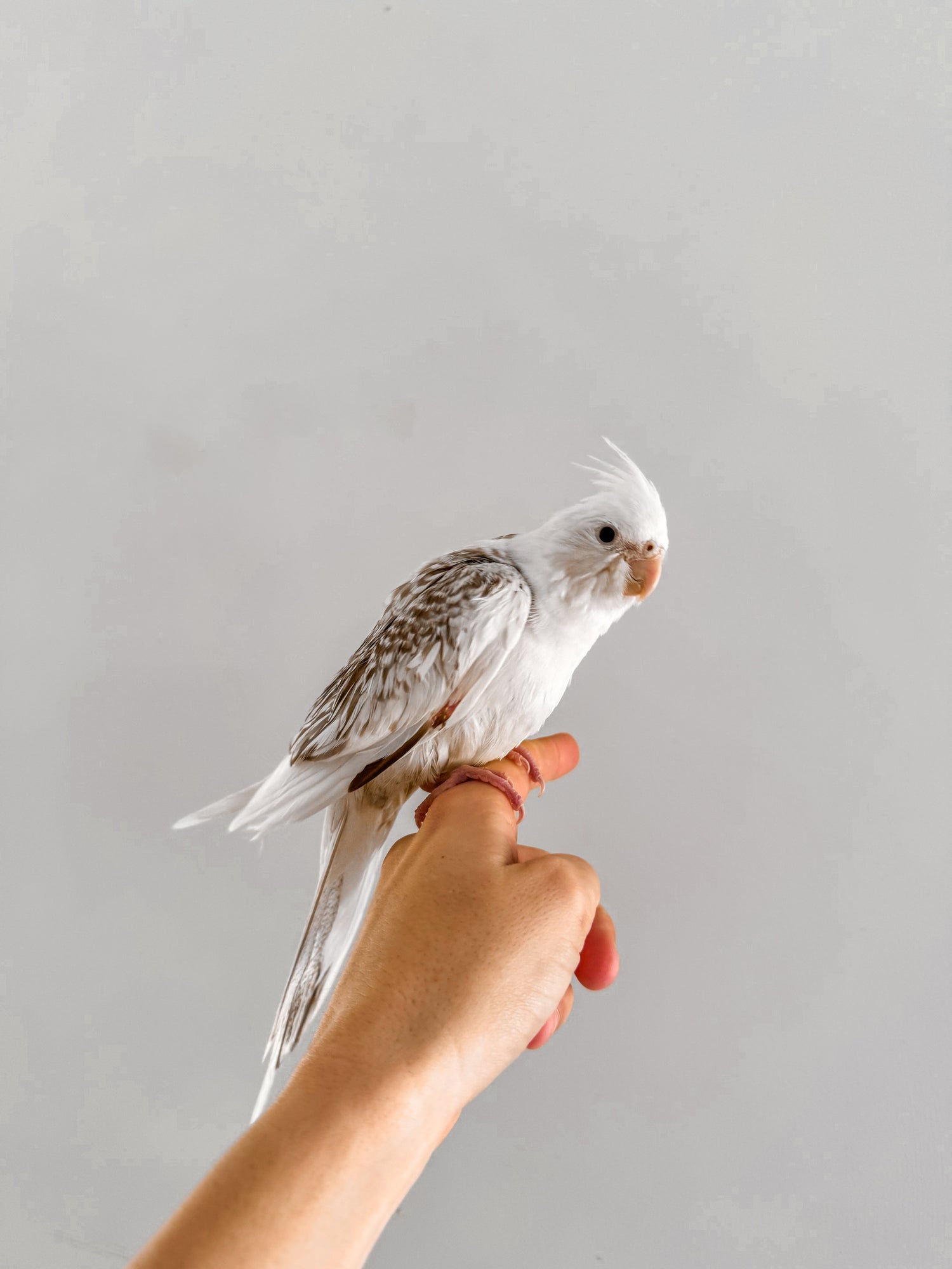 Hand Tame Cockatiels