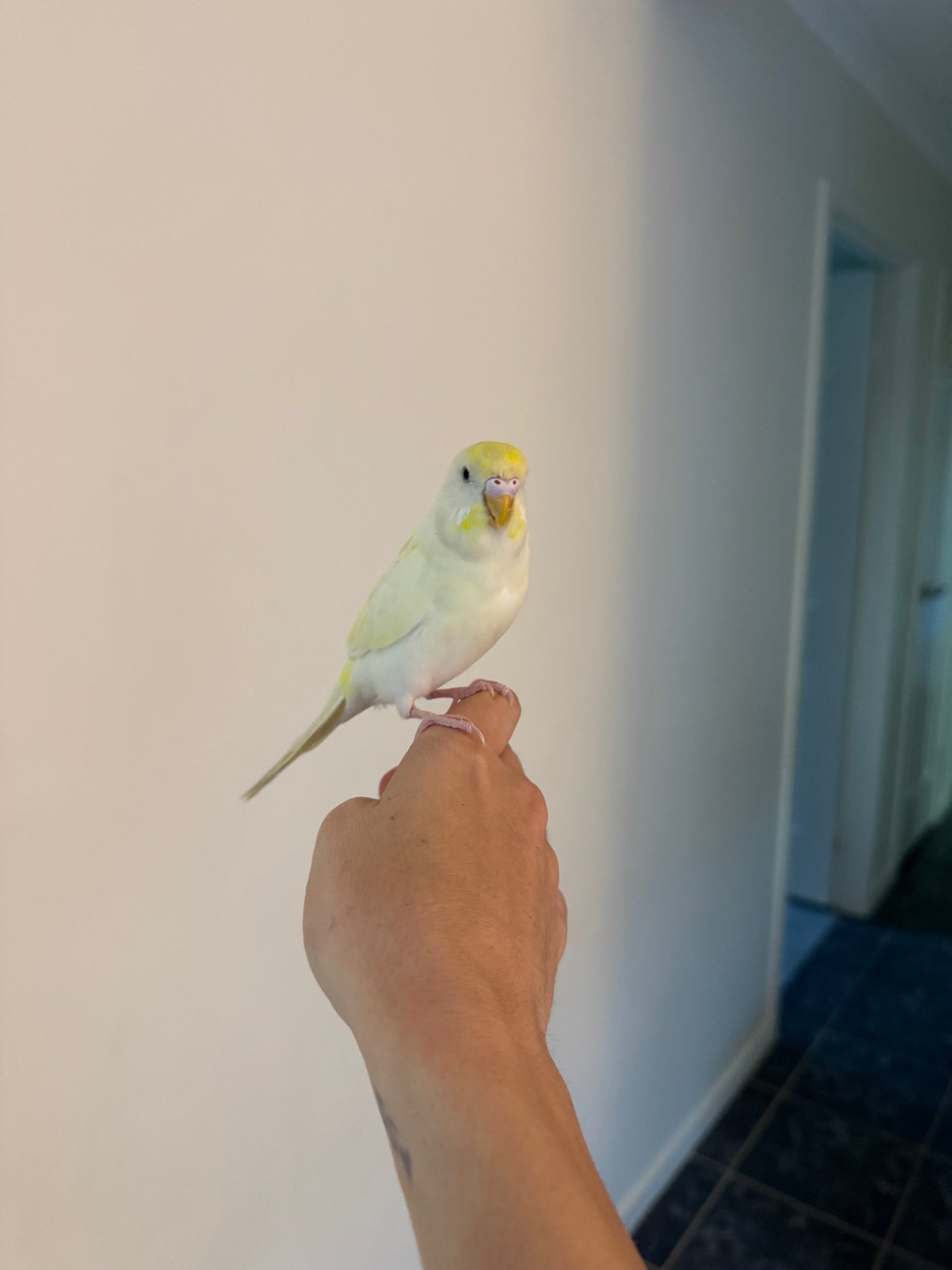 Hand Tame Budgies