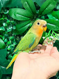 Ring ID: U2246 - Semi Tame Male