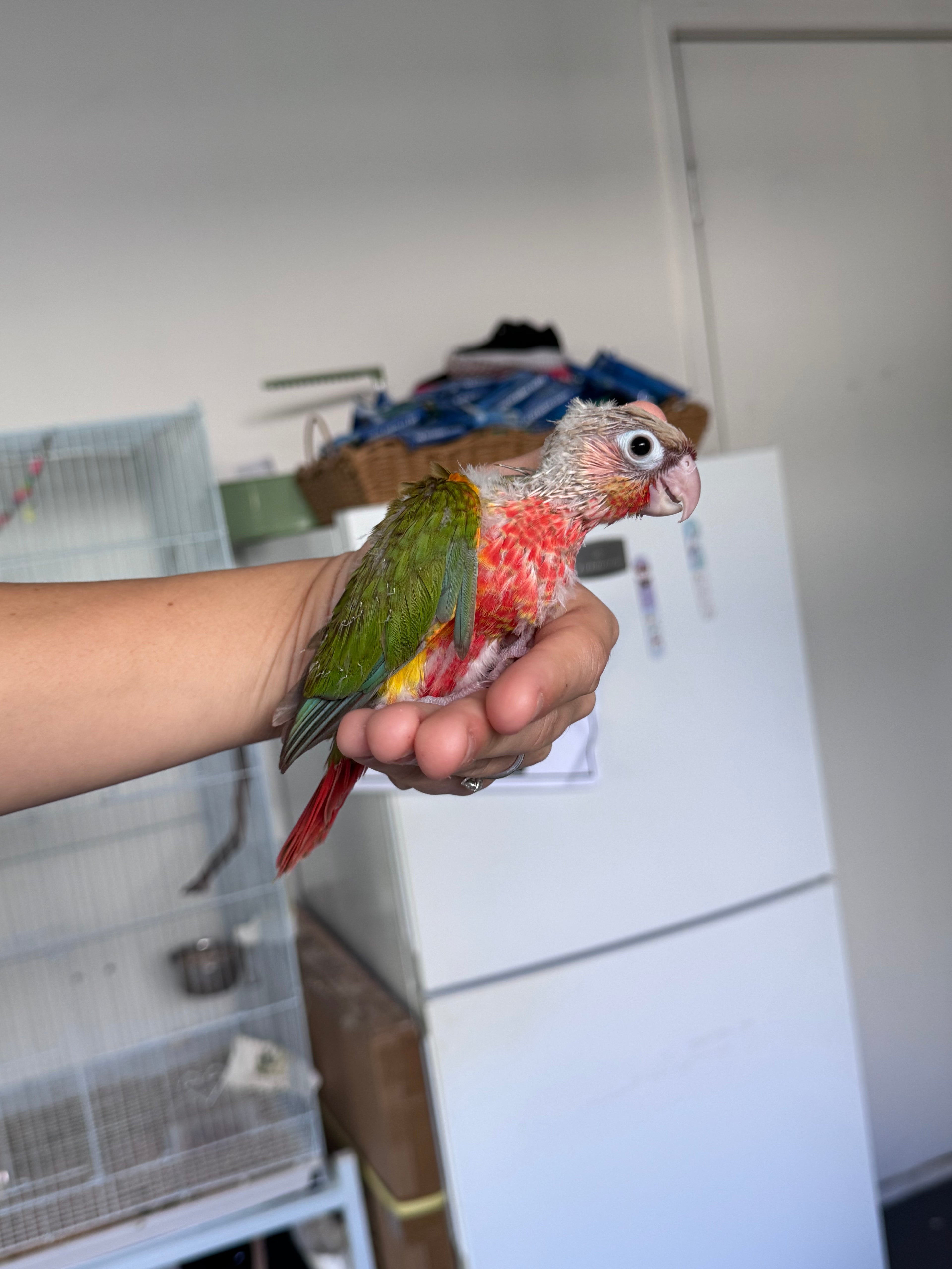 High Red Pinapple Conure