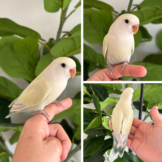 Pastel Peachface Lovebird - RING ID: R0753