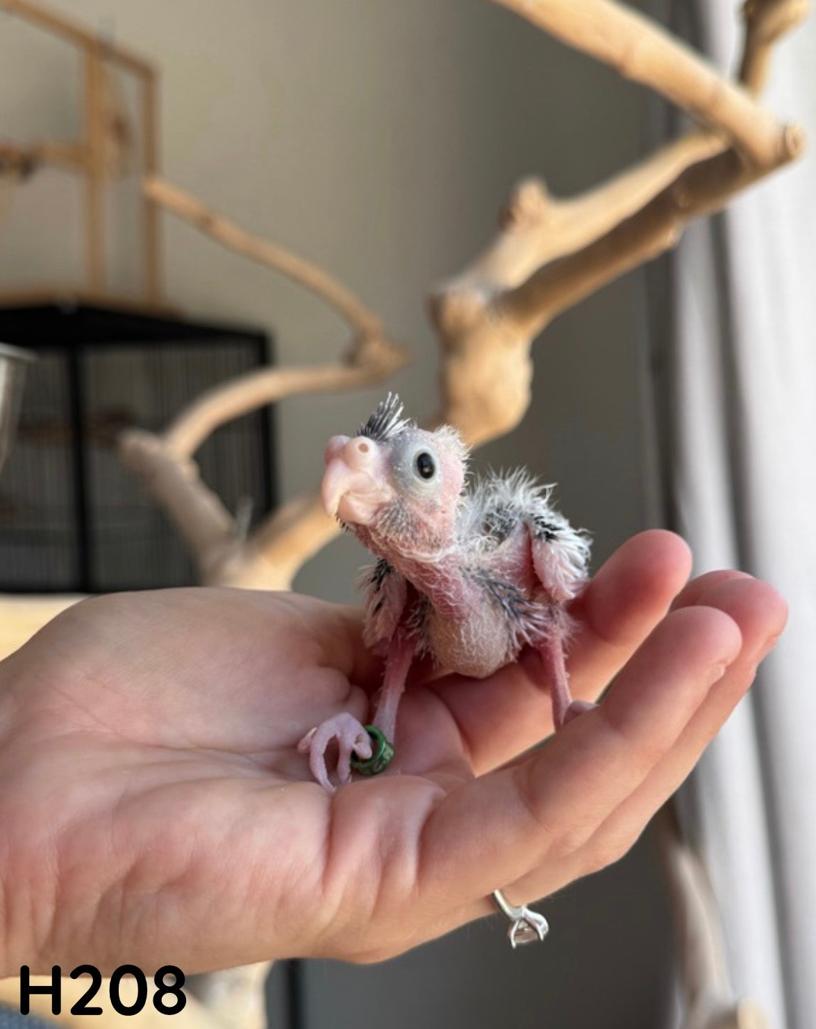 ID: H208 - Cockatiel