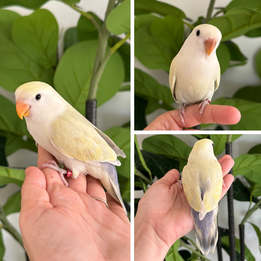 Pastel Peachface Lovebird - RING ID: T0688