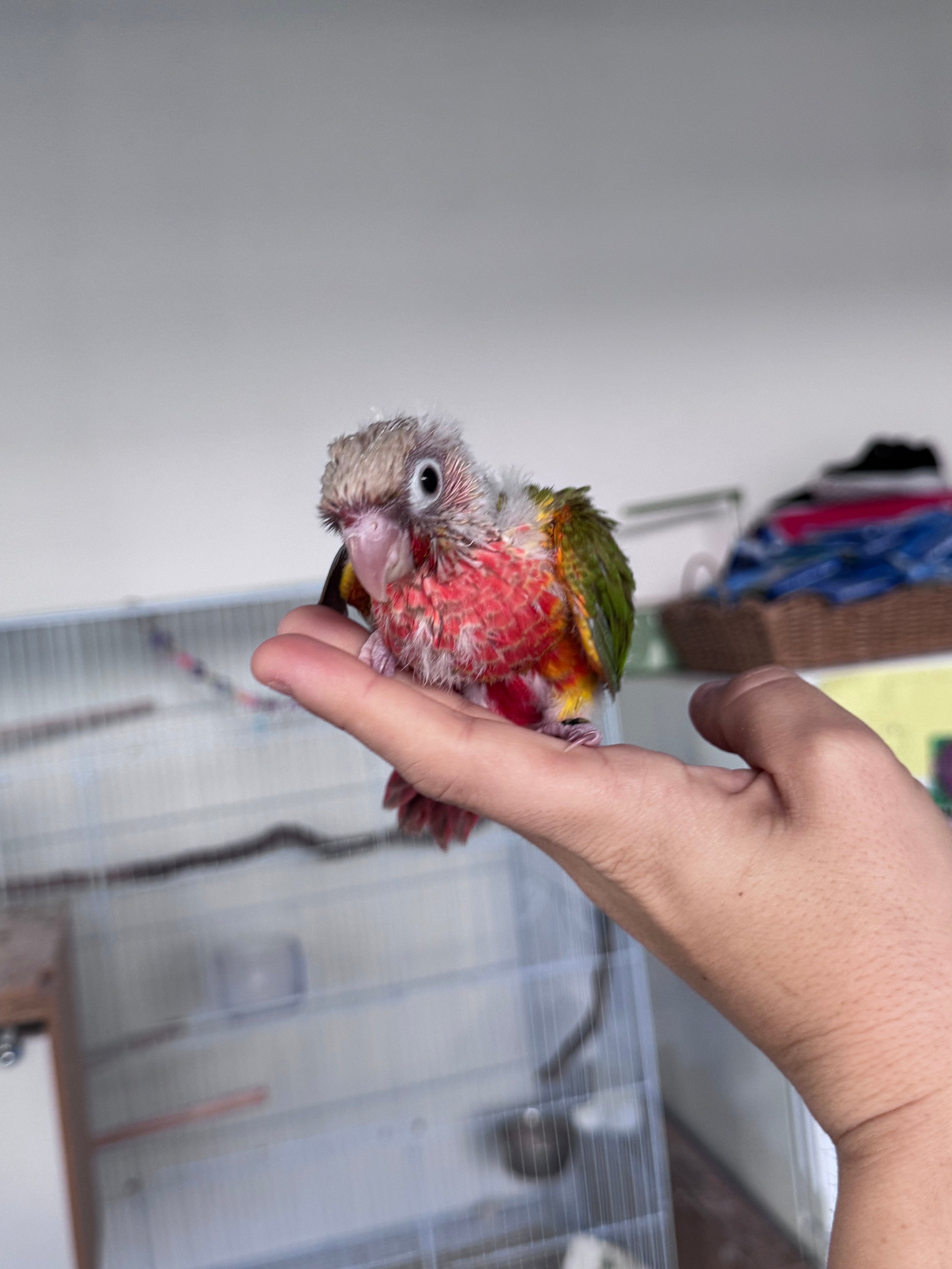 High Red Pinapple Conure