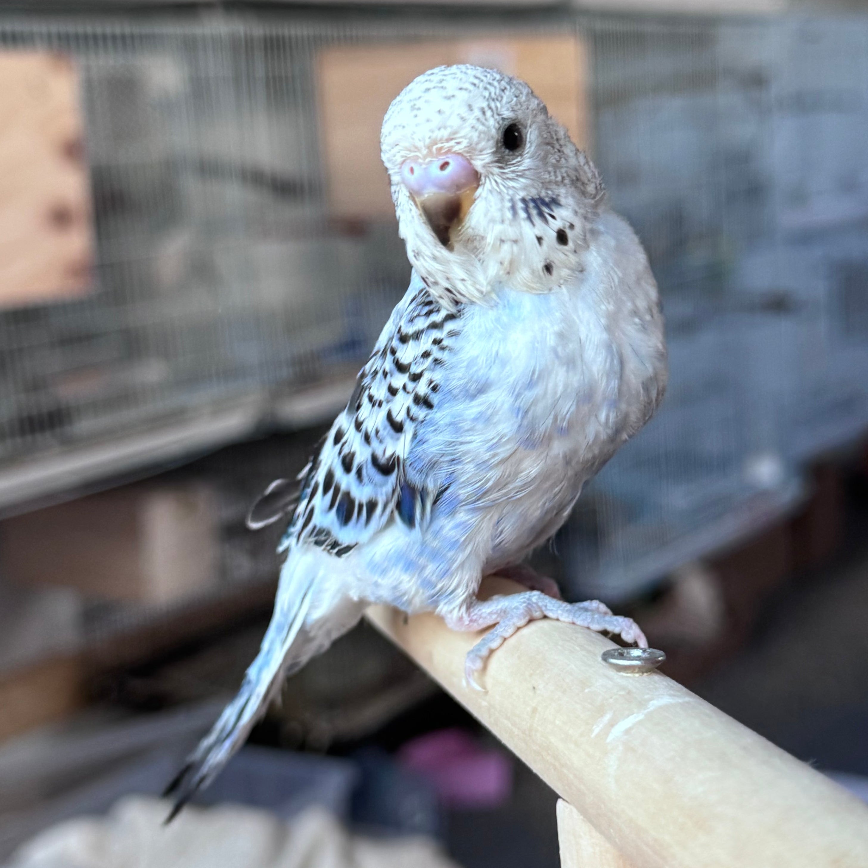 Ring ID: B2688 (female) - Available for Deposit