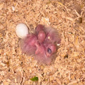 Coming soon! Conure baby 3