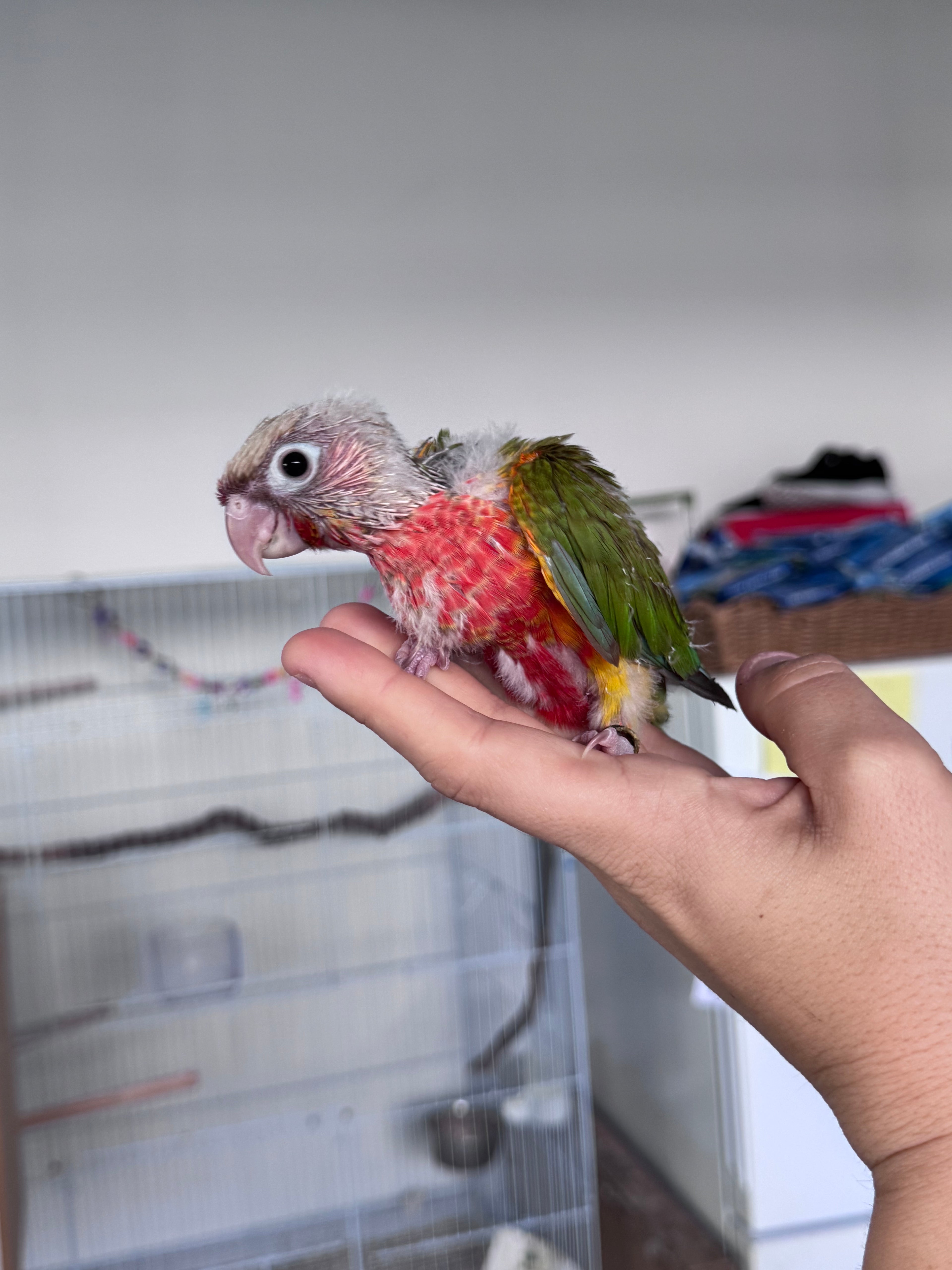 High Red Pinapple Conure