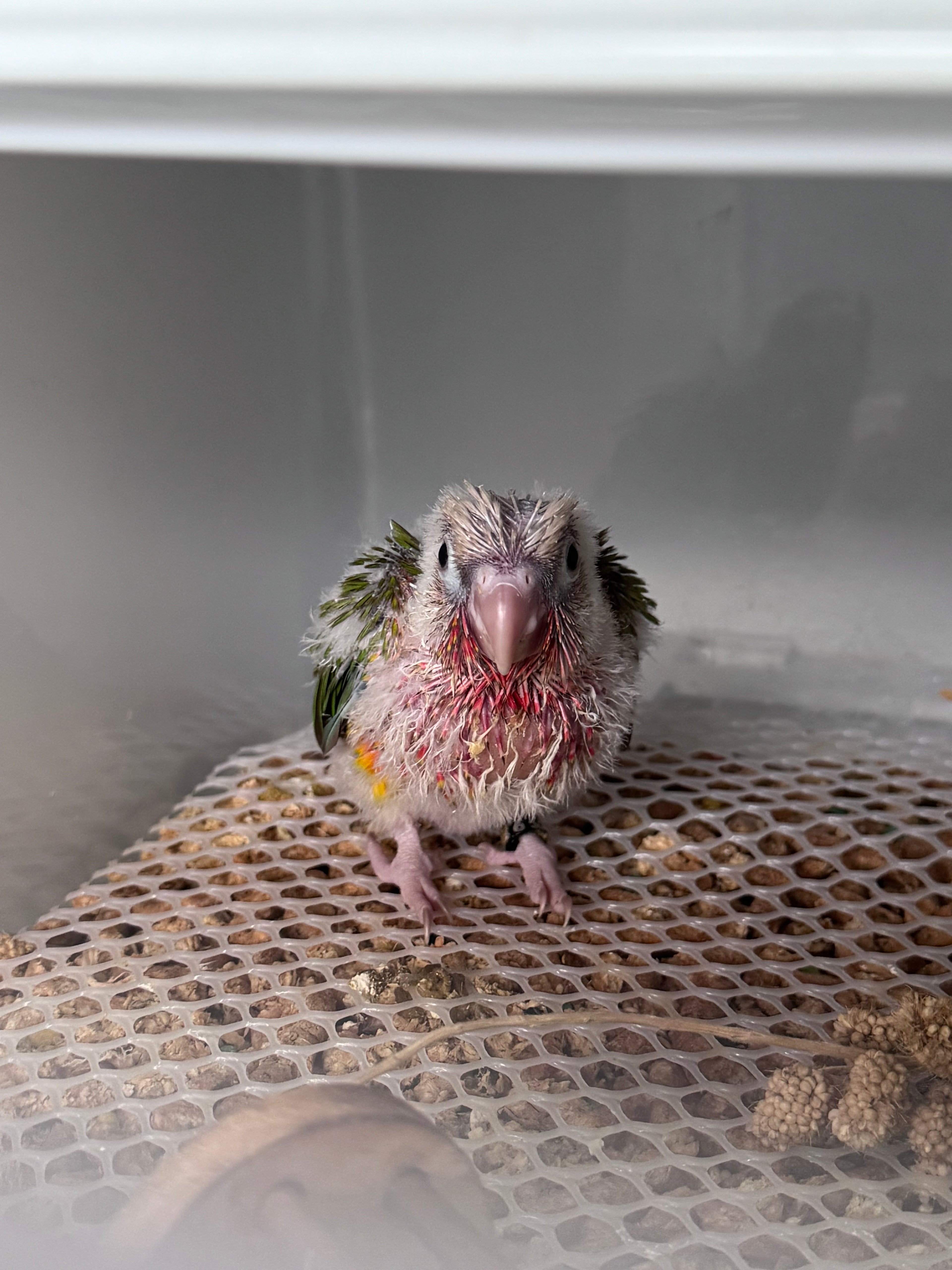 High Red Pinapple Conure