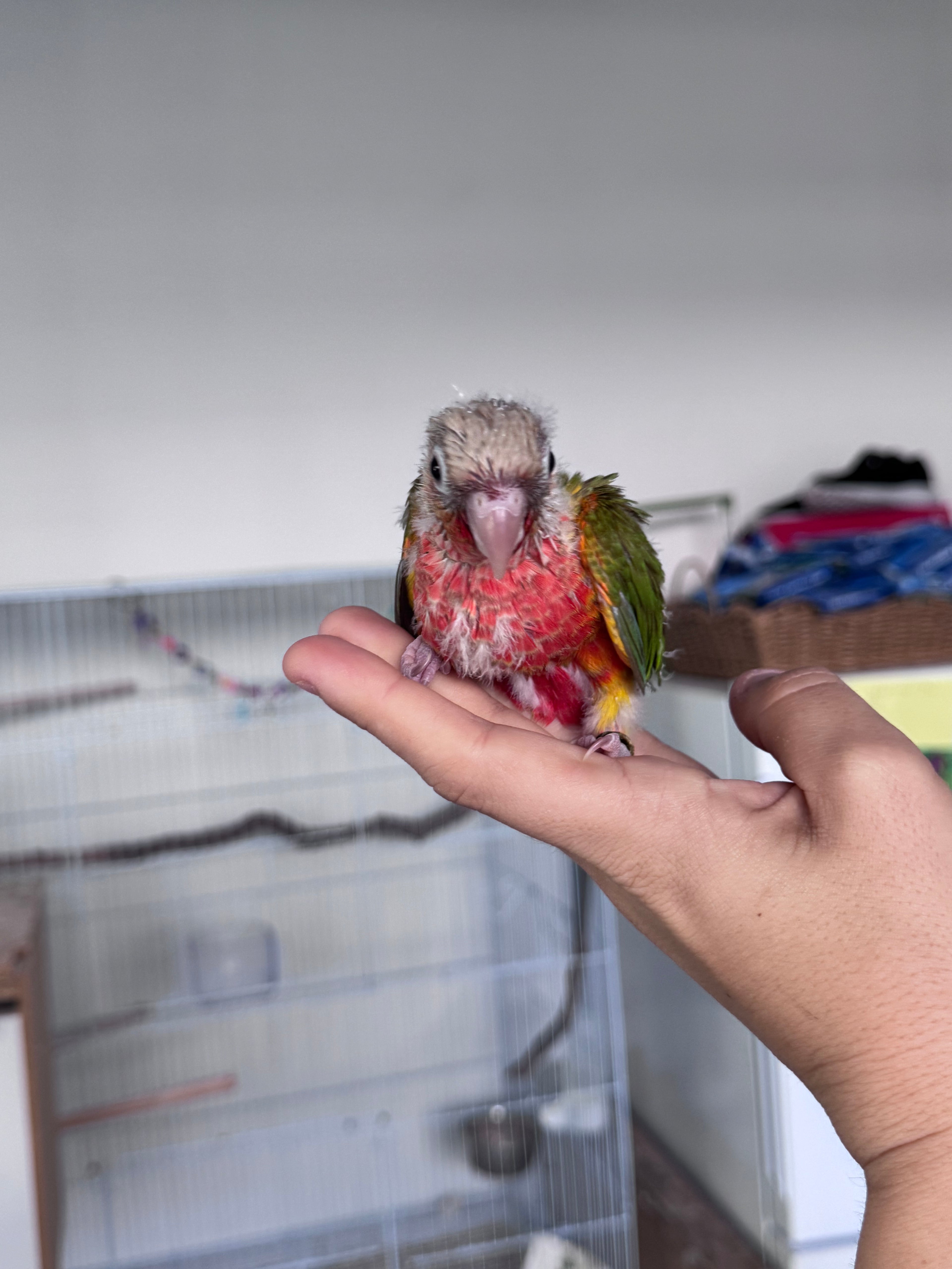 High Red Pinapple Conure