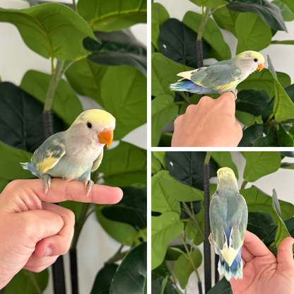 Peachface Lovebird - Available for Deposit