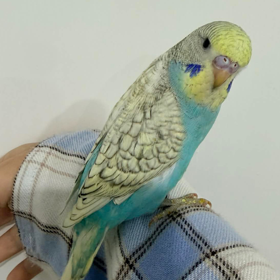Male Budgie | Ready Now!