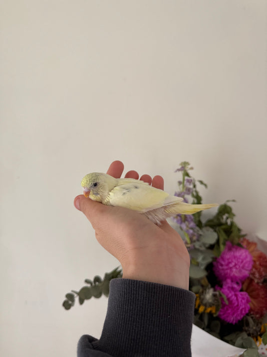 DEPOSIT TAKEN - Hand Tame Baby Budgie - Female