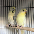Coming Soon - Baby Budgie 6
