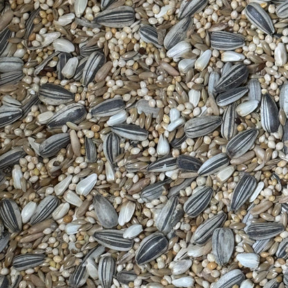 Cockatiel Seed