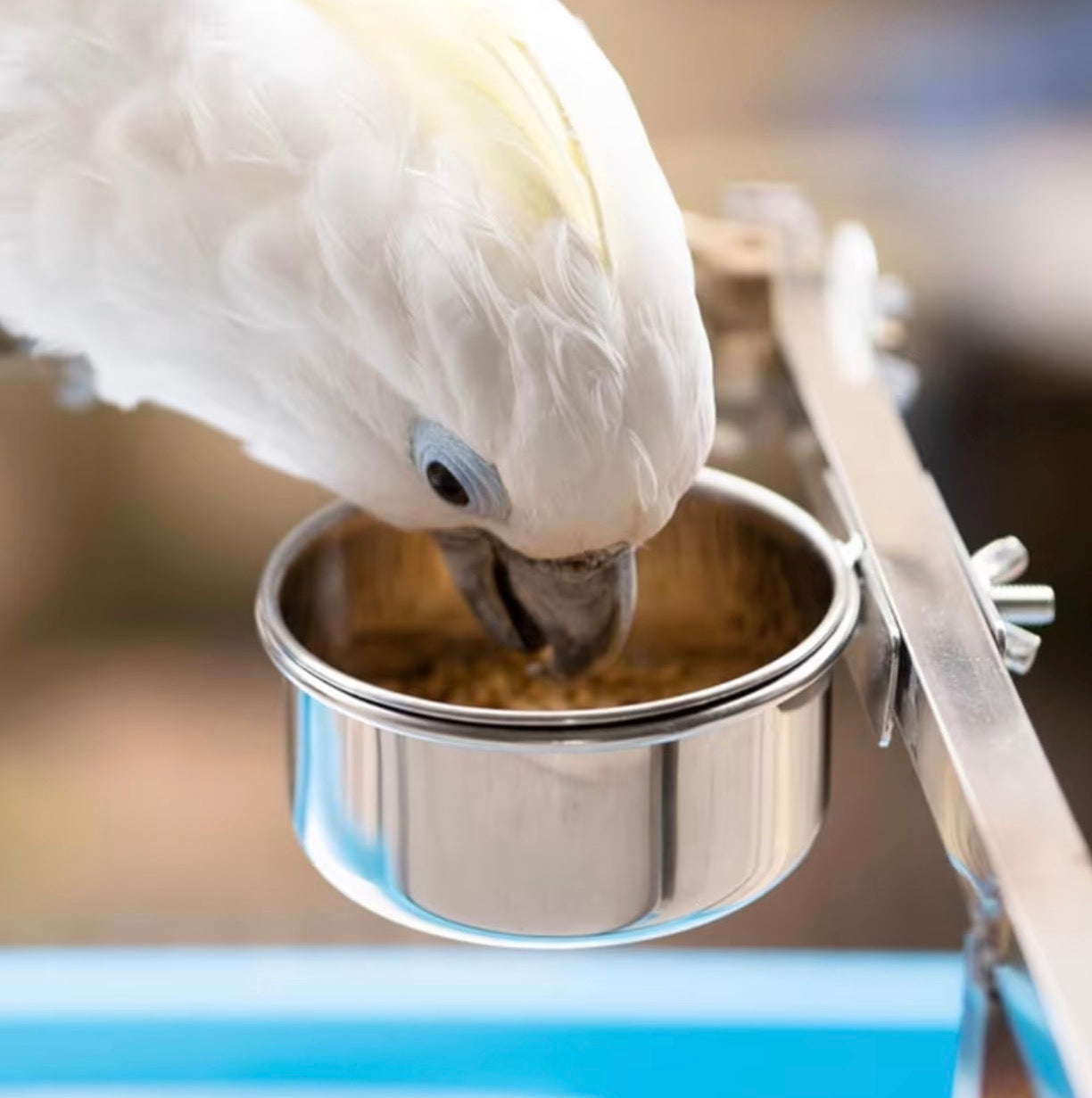 Metal Bird Bowl - 300ml