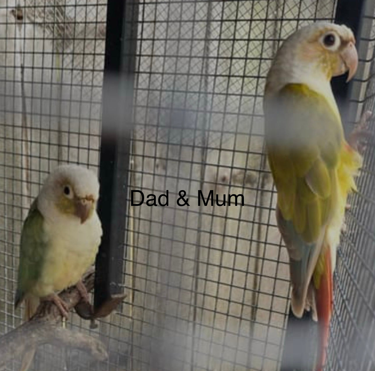 Coming soon! Conure baby 3