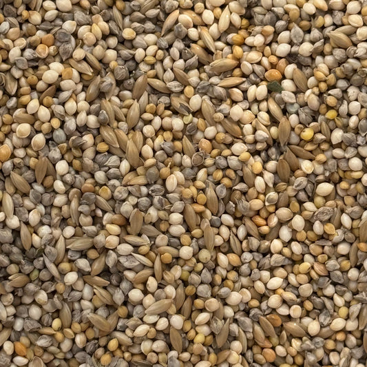 Budgie Seed