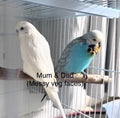 Coming Soon - Baby Budgie 9
