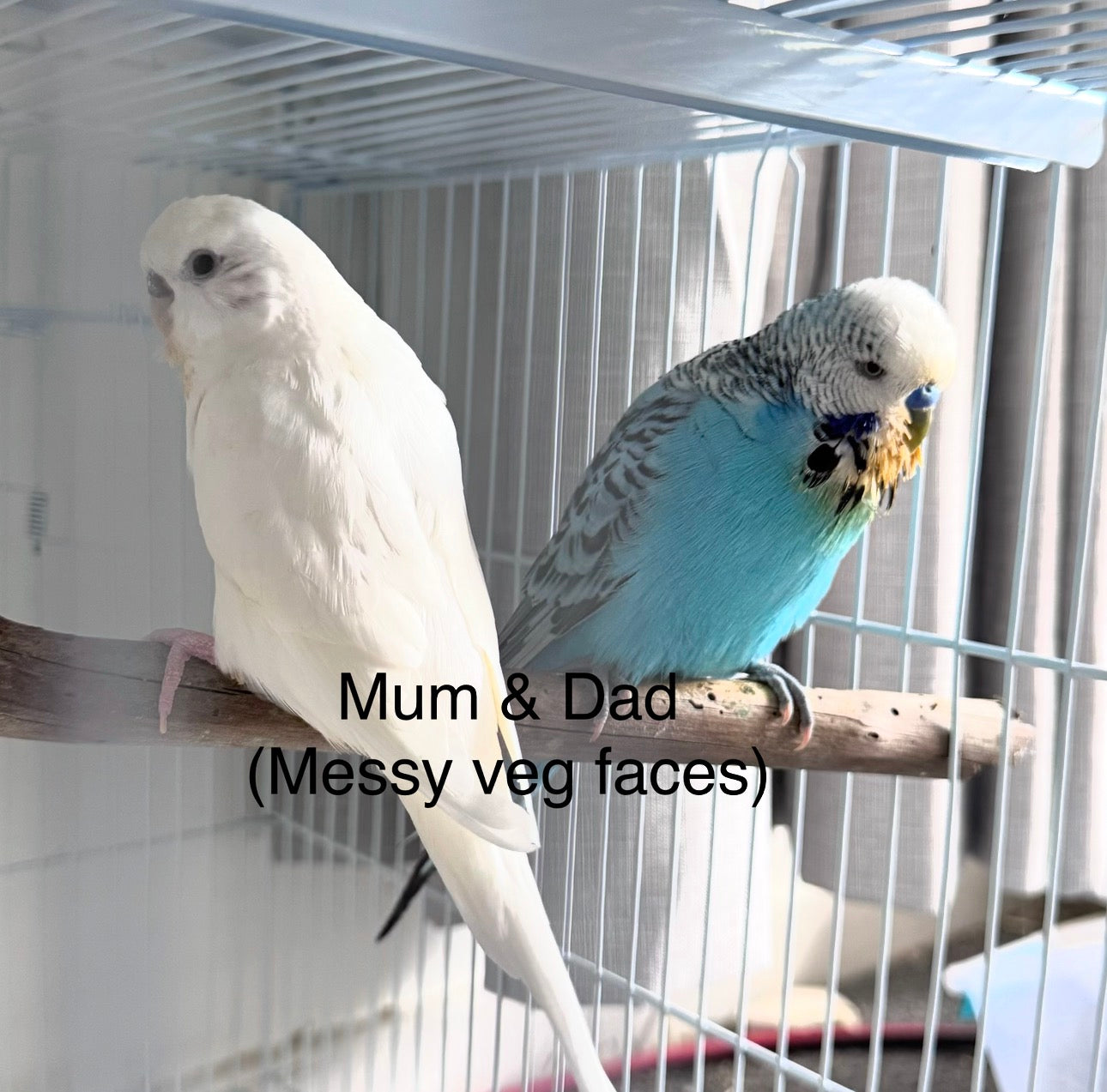 Coming Soon - Baby Budgie 9