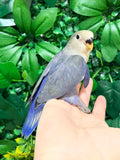 Ring ID: Z3947 - Semi Tame Male