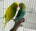 English/Crested Proven Breeding Pair