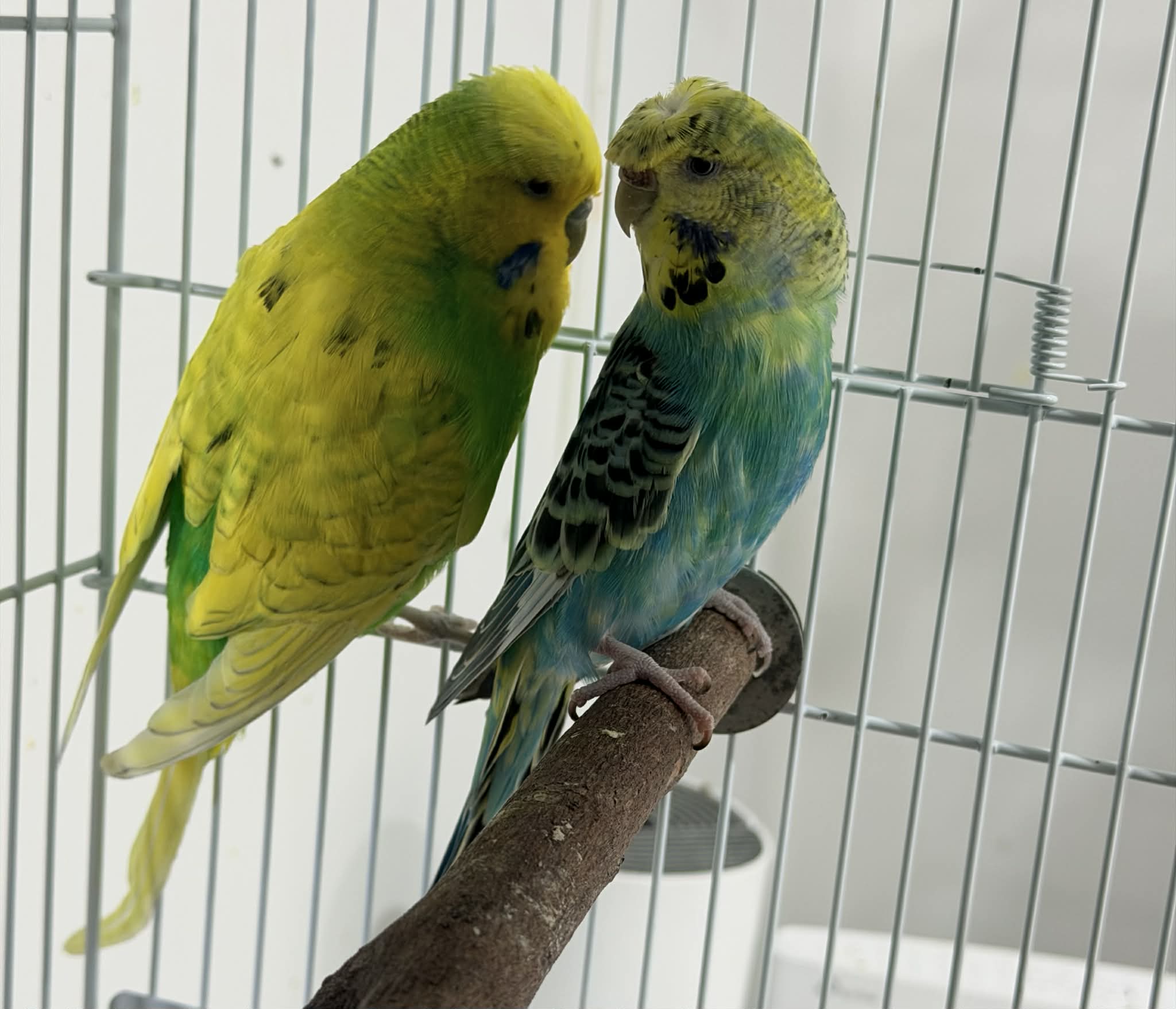English/Crested Proven Breeding Pair