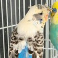 Crested Hen Proven Breeder