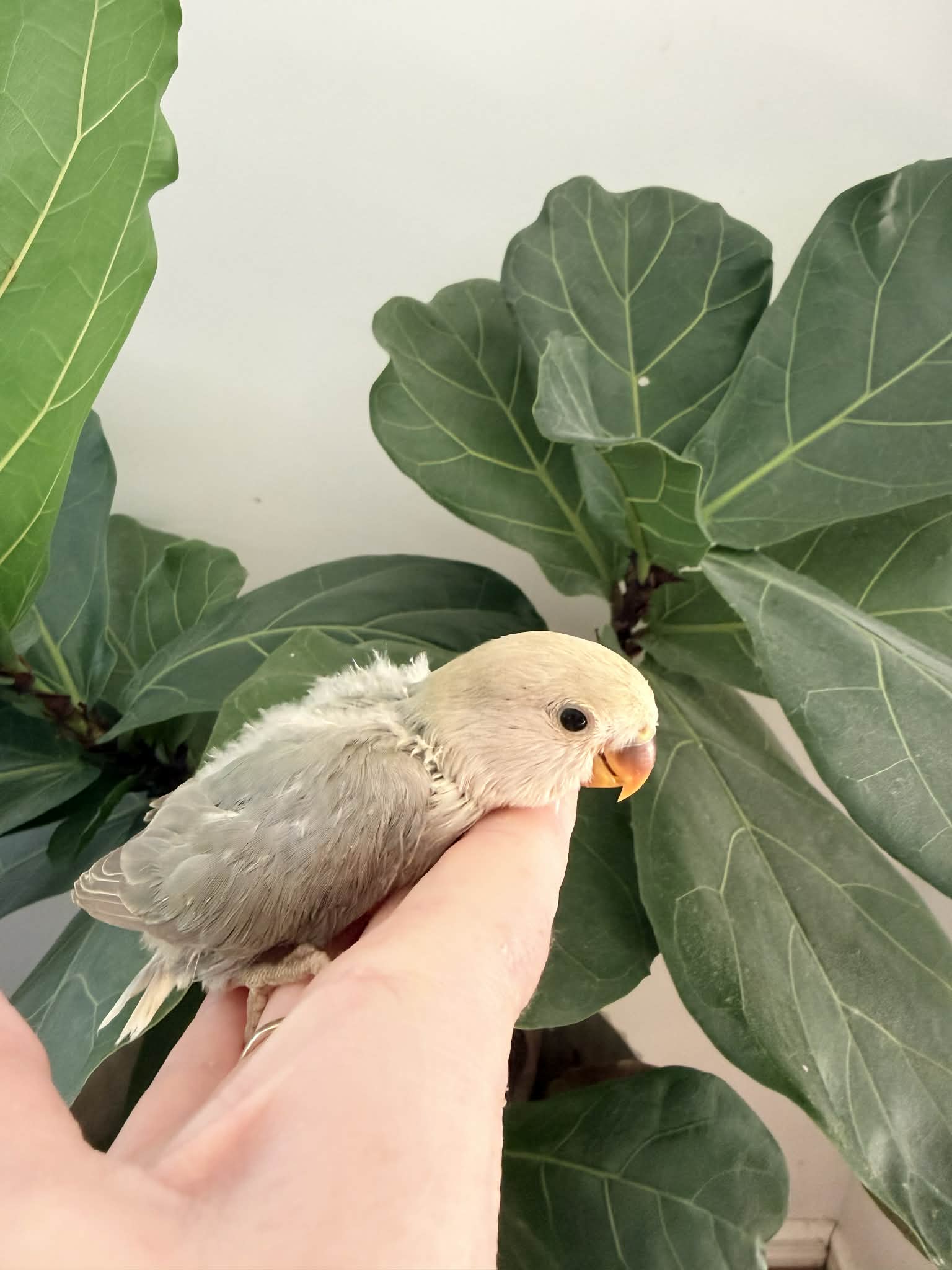 Ring ID: 002 - Currently Weaning