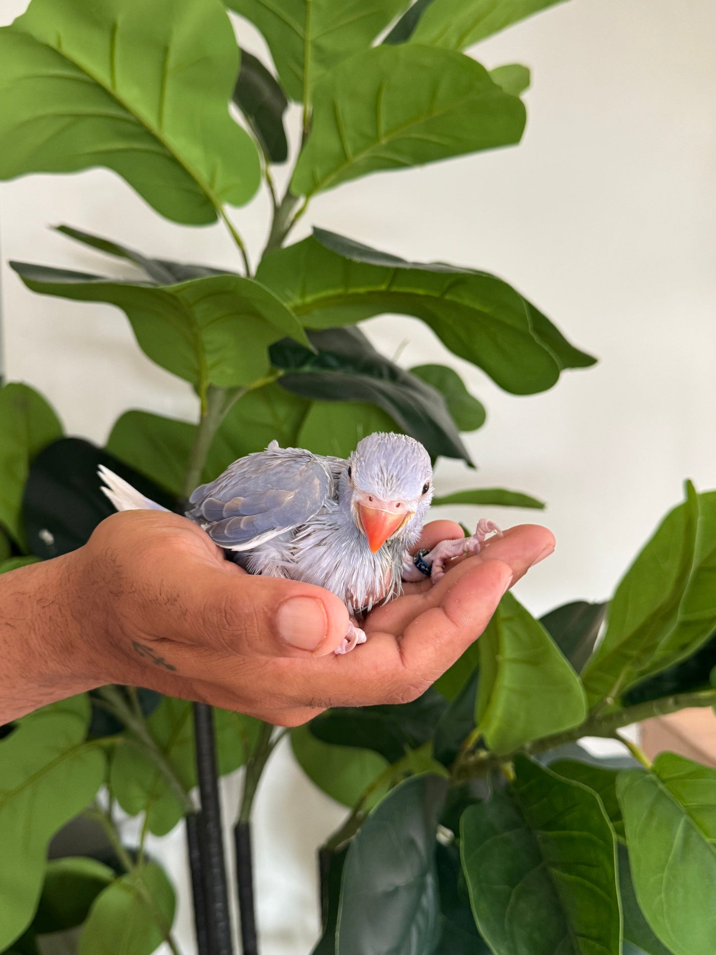 Violet Cleartail Indian Ringneck