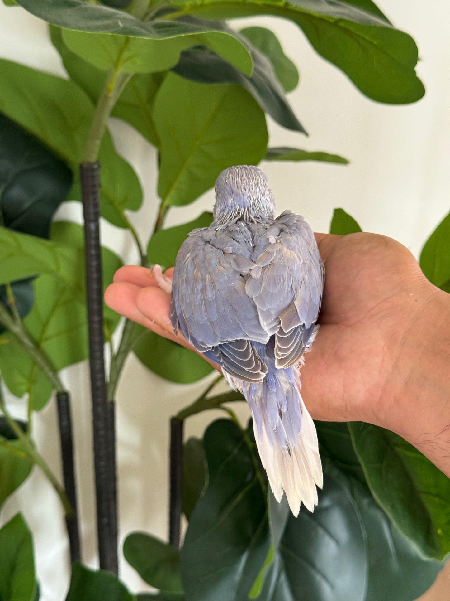 Violet Cleartail Indian Ringneck
