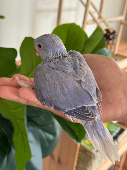 Violet Cleartail Indian Ringneck