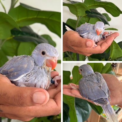 Violet Cleartail Indian Ringneck