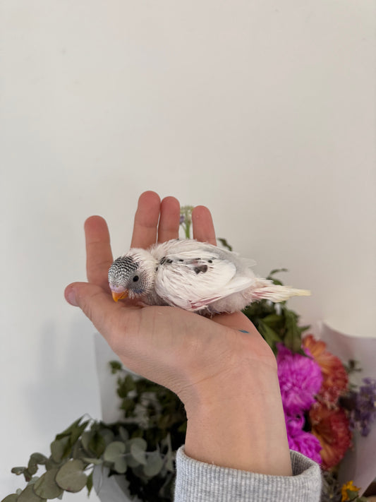 AVAILABLE FOR DEPOSIT - Hand Tame Female Baby Budgie